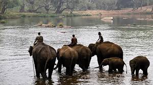 Dhubare elephant camp